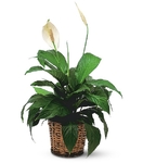 Спатифиллум